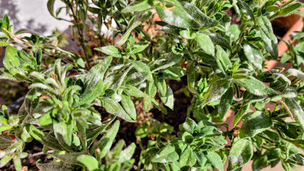 Powdery mildew on petunia, fungal disease