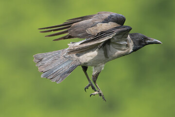Hooded crow - Corvus corone - in flight with green grass in background. Photo from Lubusz Voivodeship in Poland.