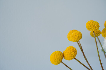 Unusual yellow round craspedia flowers on light gray background with copy space, holiday minimalistic frame