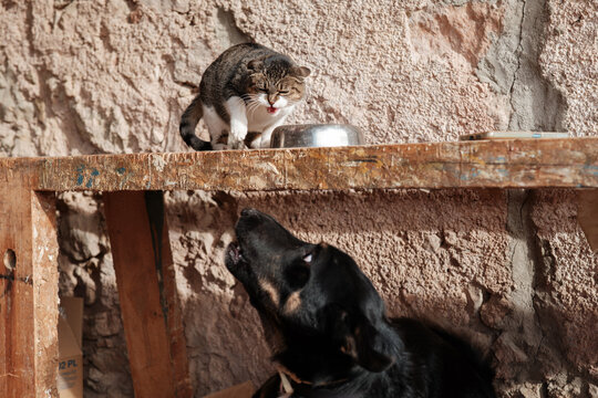 Funny animals