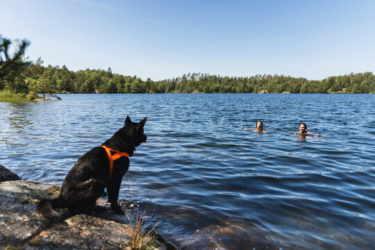 Black dog observing at his owner