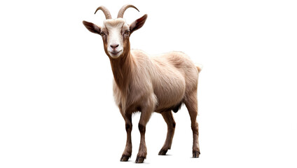 close up of a goat