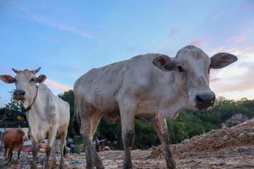 The cows in the municipal garbage shelter at piyungan landfill, Yogyakarta Indonesia