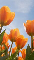 Tulips in field. Row of colorful orange tulip flowers with a sunny blue sky. Flower photography.