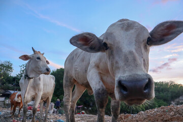 The cows in the municipal garbage shelter at piyungan landfill, Yogyakarta Indonesia