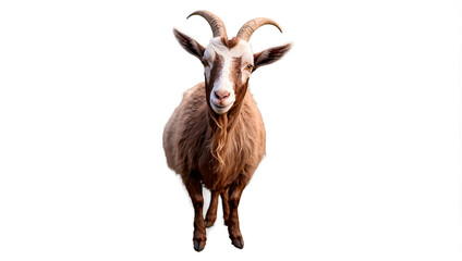 close up of a goat