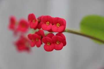 Red euphorbia milii flowers. tiny flowers. Crown of thorns flowers also known as the Christ plant...
