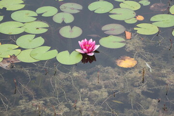 Pink lotus flower that grow in Abant and Gölcük Nature Park. Abant Lake Lotus Flowers. Water...