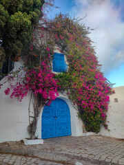 Colourful tropical bougainvillea creeper flowering over blue door on a whitewashed villa typical of Mediterranean architecture. Sidi Bou Said, Carthage, Tunisia
