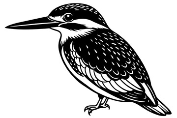 Kingfisher bird, on white background