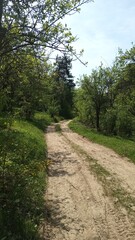 path in the forest