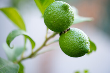 Two green limes hang from one branch together over soil surrounded by other green leaves. Ants...