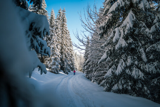 ski tourer walking through white forest