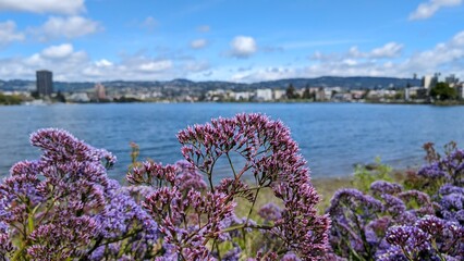 Sea Lavender, not yet bloomed