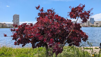 Red Tree by the Lake