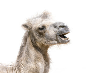 Handsome adult Arabian Camel isolated on white background - obrazy, fototapety, plakaty