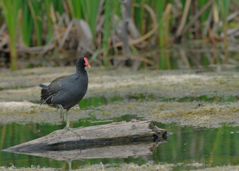 Common Gallinule on a tree trunk in a swamp