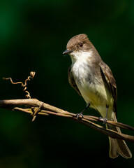 Eastern Phoebe Perched on a Vine