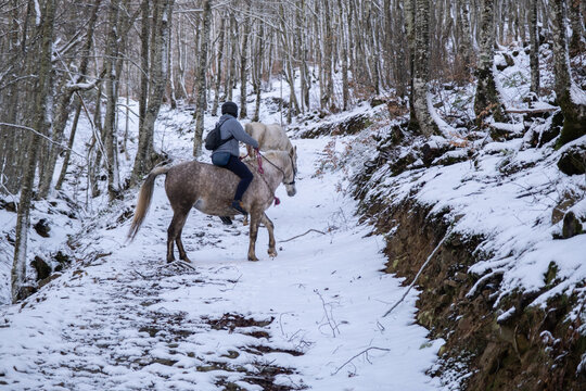 Person riding horse in snow