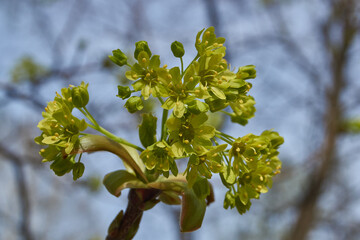 The flower buds of the holly maple are blooming (lat. Acer platanoides). Holly maple is a woody...