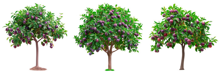 A set of plum trees isolated on a white or transparent background. A close-up of a plum trees with purple plums. A graphic design element on the theme of nature and tree care. - Powered by Adobe