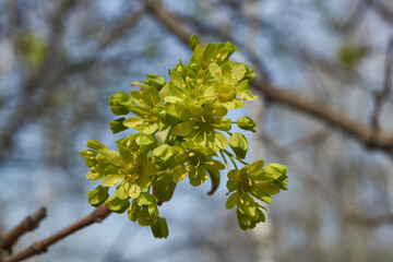 The flower buds of the holly maple are blooming (lat. Acer platanoides). Holly maple is a woody...