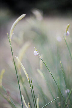Little snail on grass