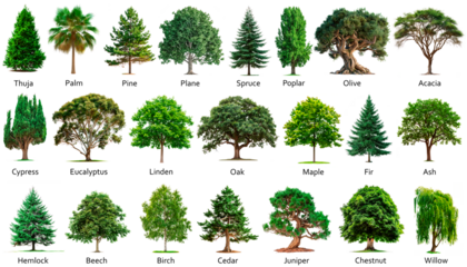 Big set of trees isolated on a white or transparent background. Bundle of trees with green leaves close-up, front view. Graphic design element on the theme of nature and caring for trees.