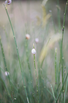 Little snail on grass