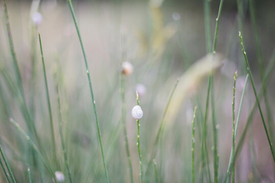 Little snail on grass