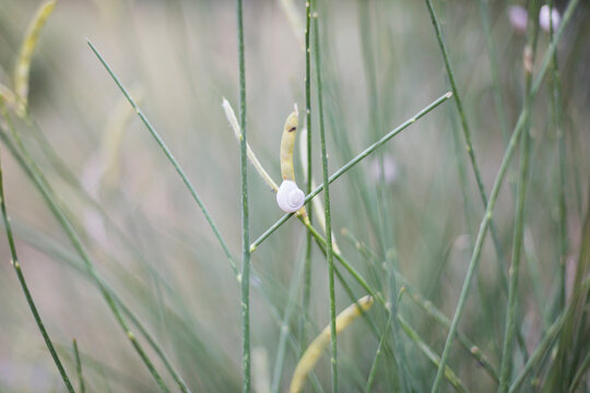 Little snail on grass
