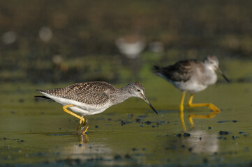 Greater Yellowlegs cleaning its feathers
