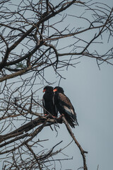Paired bateleur eagles surveying the savanna from a high branch