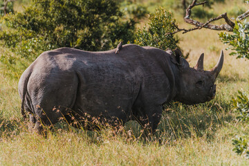 Black rhino with a bird companion in Ol Pejeta, Kenya