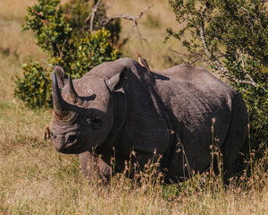 Black rhino with a bird companion in Ol Pejeta, Kenya