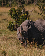 Black rhino with a bird companion in Ol Pejeta, Kenya