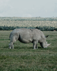 Black rhino with a bird companion in Ol Pejeta, Kenya