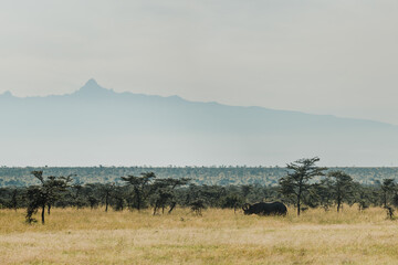 Black rhino grazing with Mount Kenya's silhouette in the distance