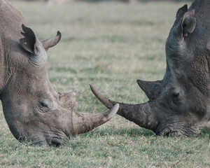 Pair of black rhinos grazing peacefully in Ol Pejeta Conservancy.