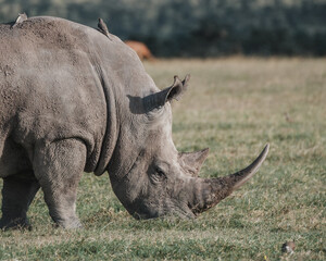 Obraz premium Black rhino with a bird companion in Ol Pejeta, Kenya.