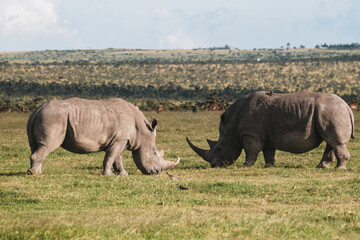 Pair of black rhinos grazing peacefully in Ol Pejeta Conservancy. © _mishamartin