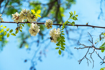 blooming beautiful acacia tree in nature