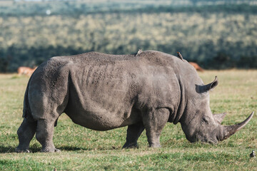 Black rhino with a bird companion in Ol Pejeta, Kenya.