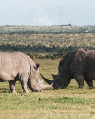 Obraz premium Pair of black rhinos grazing peacefully in Ol Pejeta Conservancy.