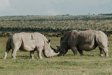 Obraz premium Pair of black rhinos grazing peacefully in Ol Pejeta Conservancy.