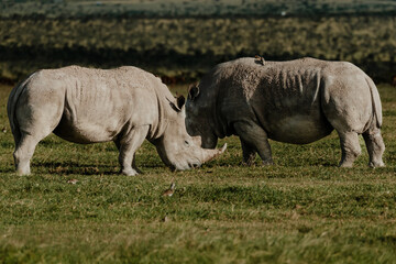 Fototapeta premium Pair of black rhinos grazing peacefully in Ol Pejeta Conservancy.