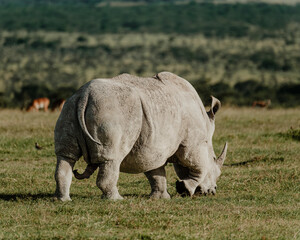 Fototapeta premium Black rhinos grazing in unison on the Ol Pejeta plains.