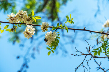 blooming beautiful acacia tree in nature