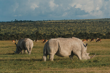 Pair of black rhinos grazing peacefully in Ol Pejeta Conservancy