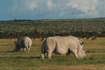 Pair of black rhinos grazing peacefully in Ol Pejeta Conservancy © _mishamartin